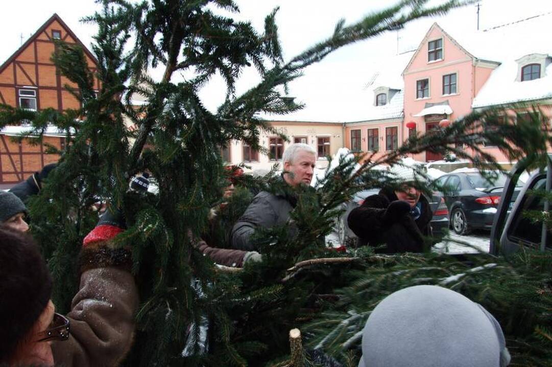 Klaipėdiečiai graibstė nemokamas eglių šakas