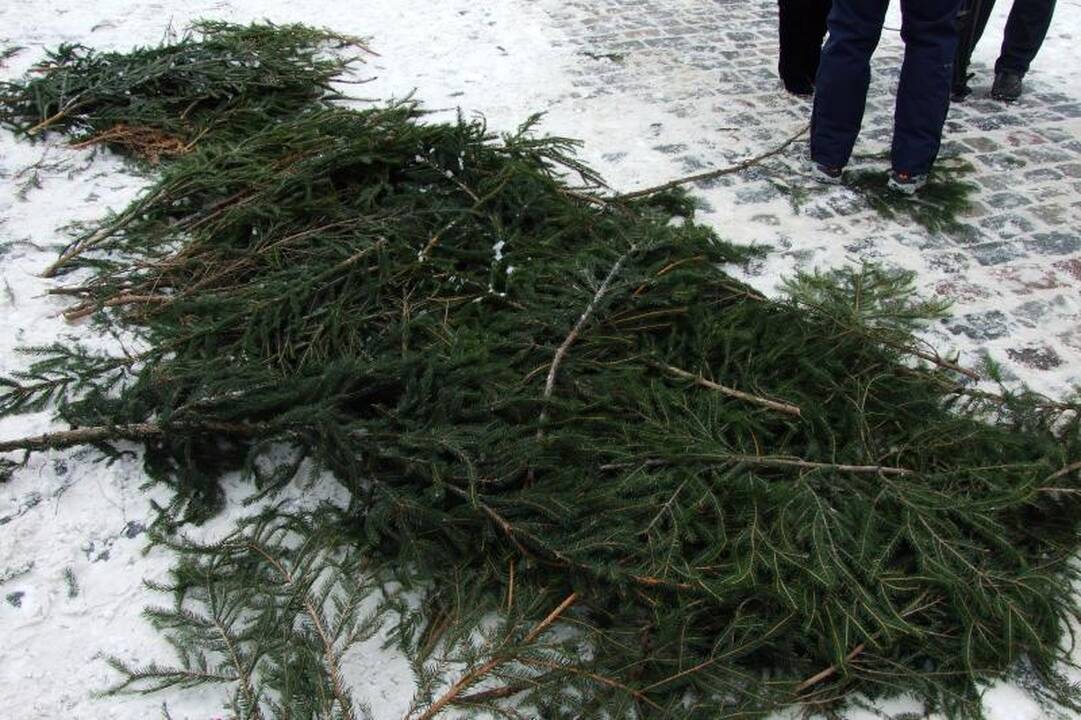 Klaipėdiečiai graibstė nemokamas eglių šakas