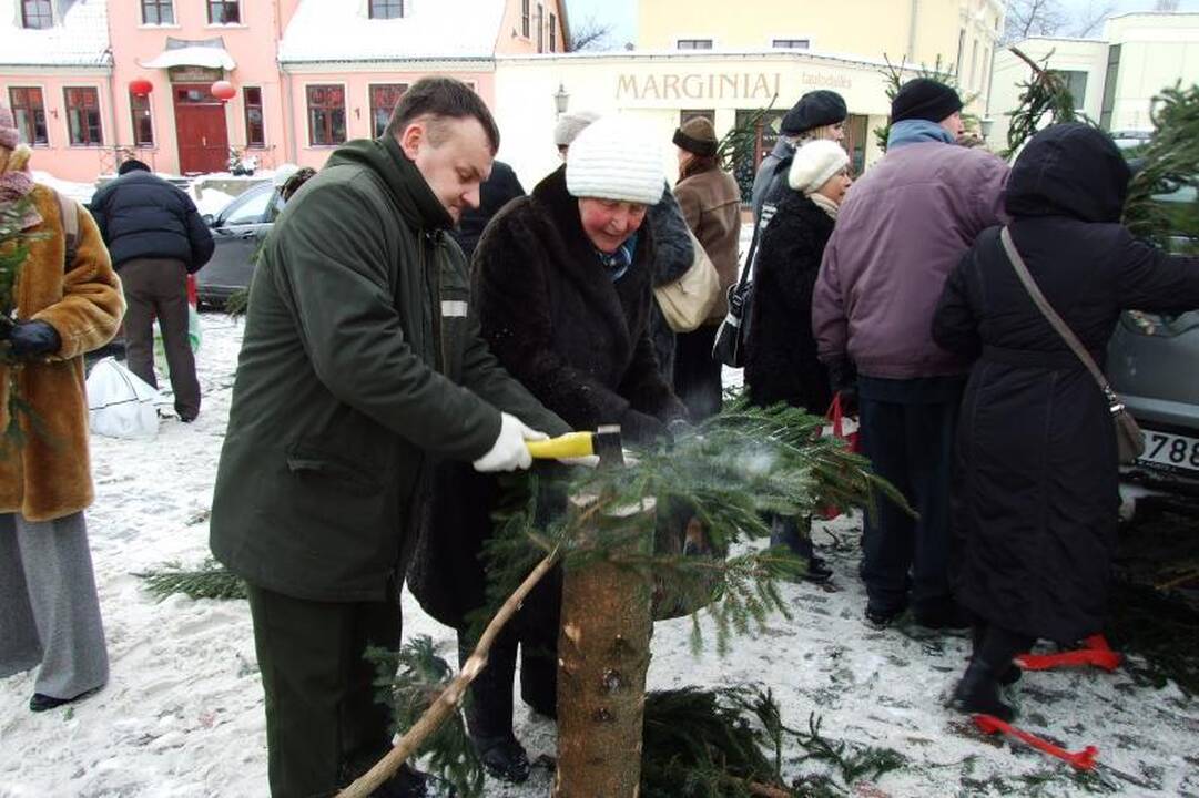 Klaipėdiečiai graibstė nemokamas eglių šakas