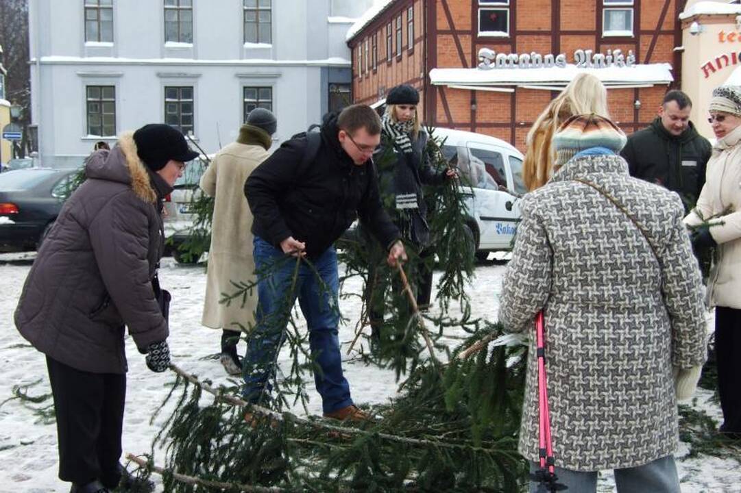 Klaipėdiečiai graibstė nemokamas eglių šakas