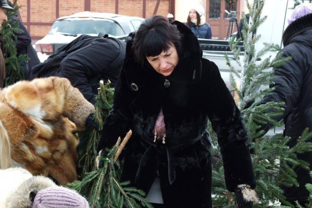 Klaipėdiečiai graibstė nemokamas eglių šakas