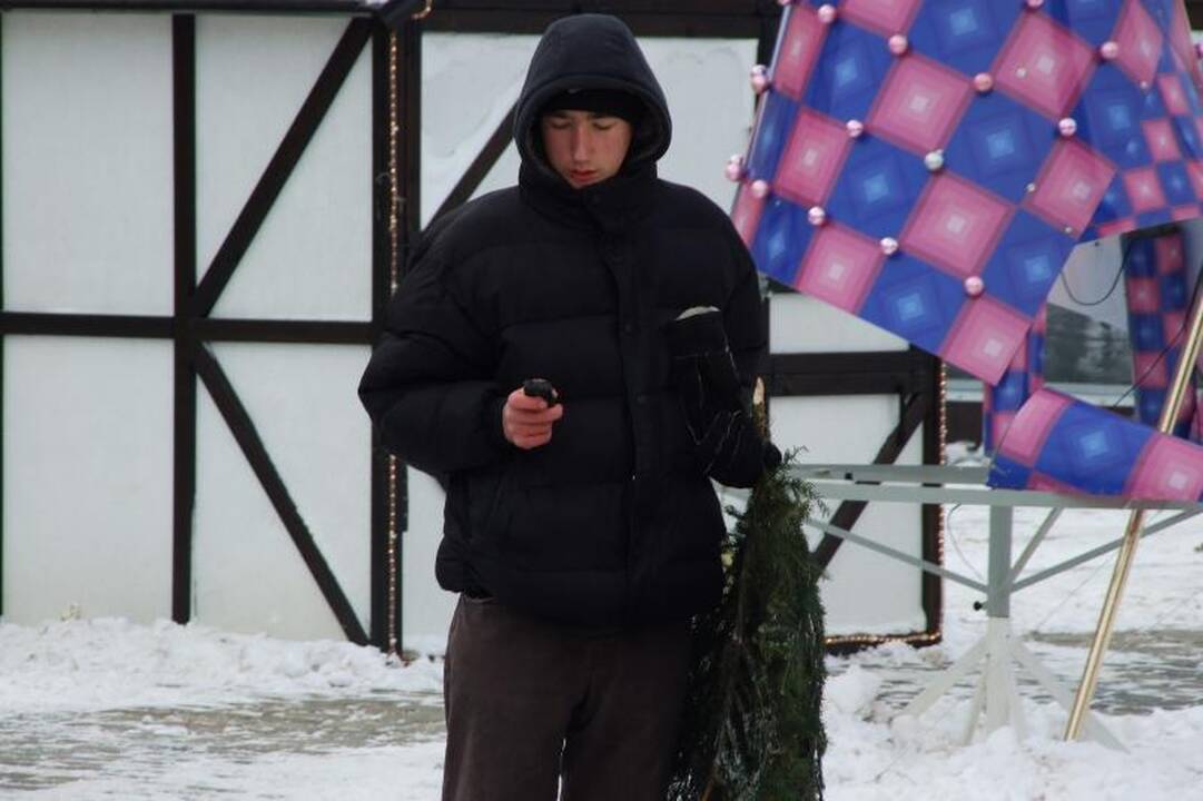 Klaipėdiečiai graibstė nemokamas eglių šakas