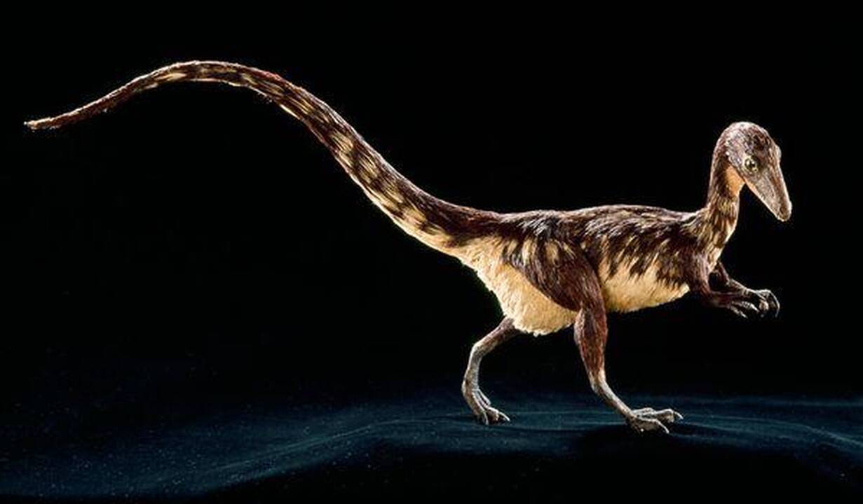 Rastos gintare puikiai išsilaikusios dinozauro plunksnos