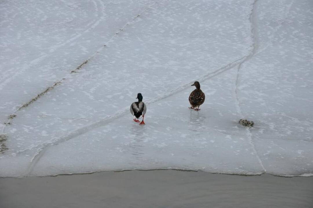 Į Kuršių neriją - ramybės pasisemti (patarimai keliaujantiems)
