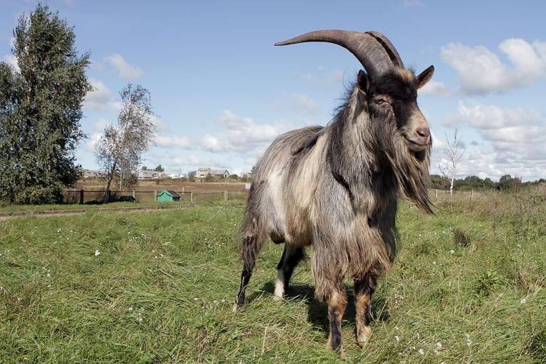 Dešimt vyrų nesutramdė po miestą klaidžiojusio pikto ožio 