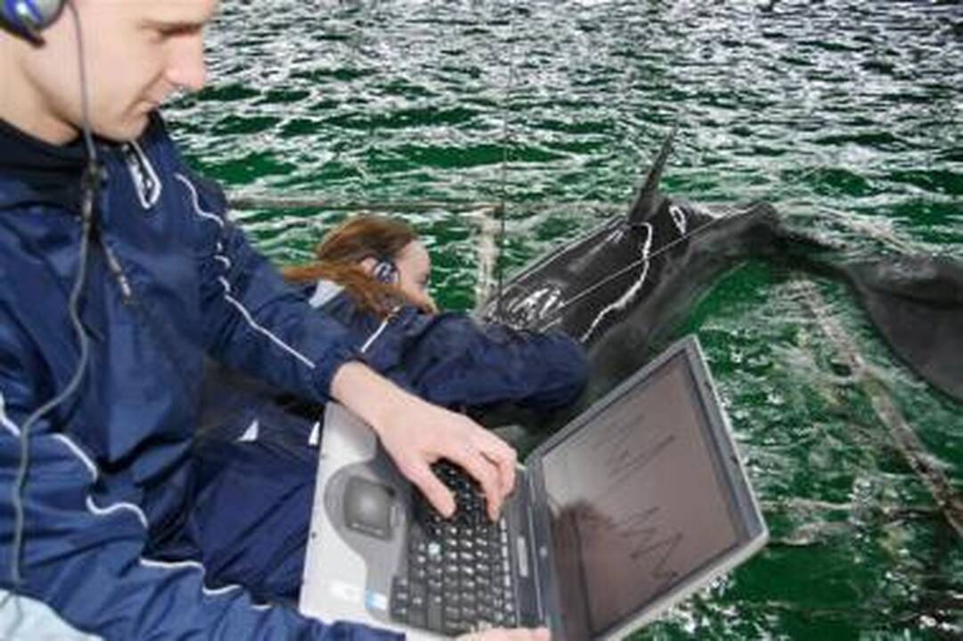 Uostamiesčio treneriai jau supranta delfinų kalbą (balandžio 1-osios pokštas)