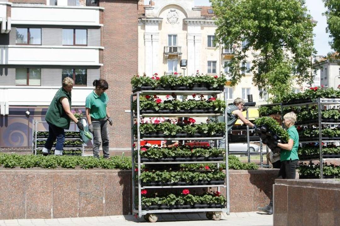 Klaipėdos gėlynuose akį traukia nauji žiedai