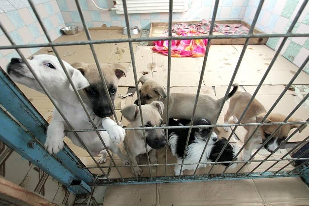 Dešimt vyrų nesutramdė po miestą klaidžiojusio pikto ožio 