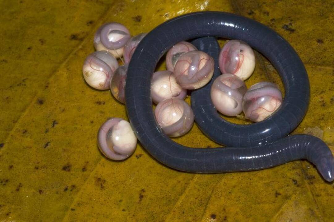 Aptiktos siaubingai atrodančios amfibijos
