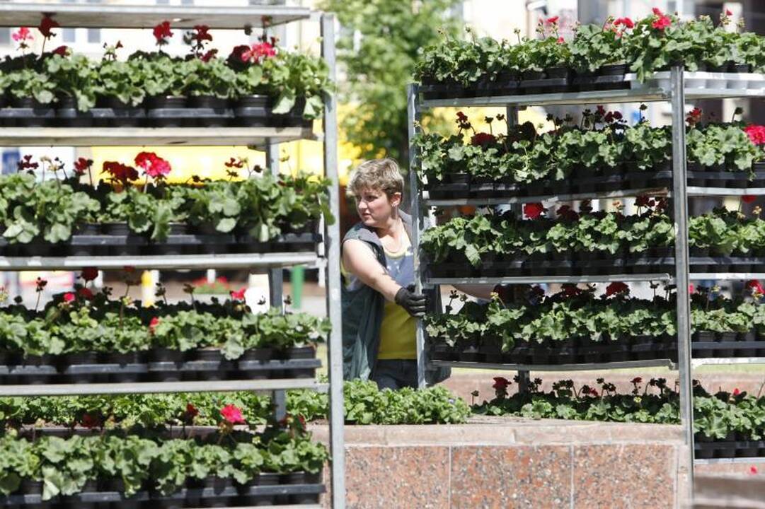 Klaipėdos gėlynuose akį traukia nauji žiedai