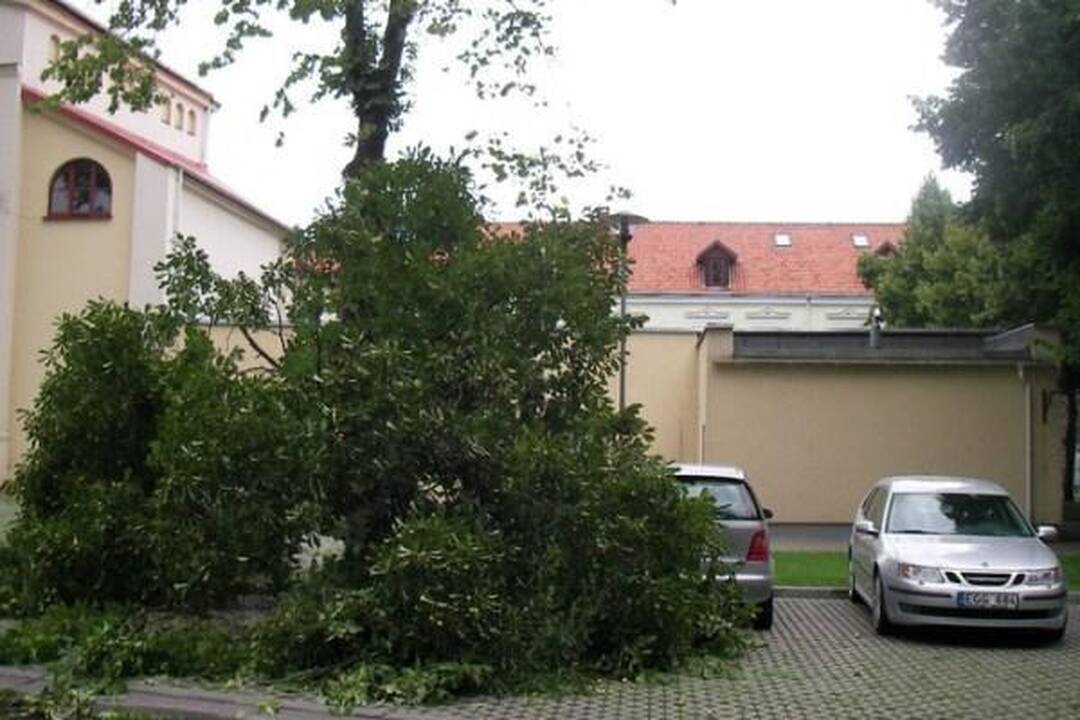 Klaipėdoje vėjo gūsis paguldė kaštoną