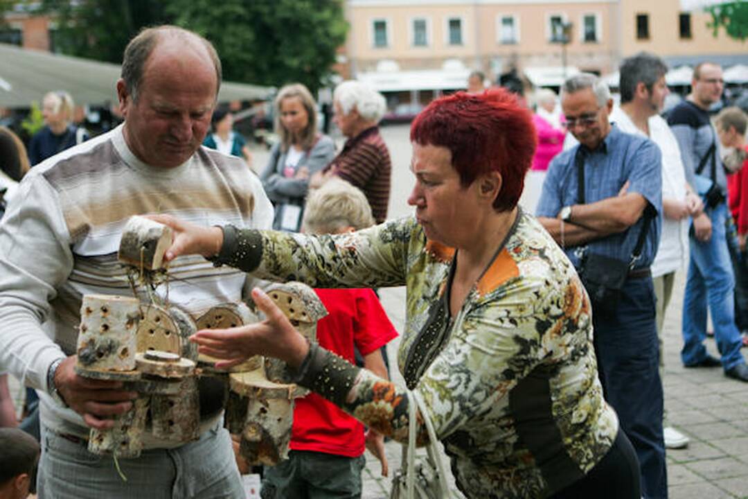 Senamiestyje plušėjo boružių bičiuliai