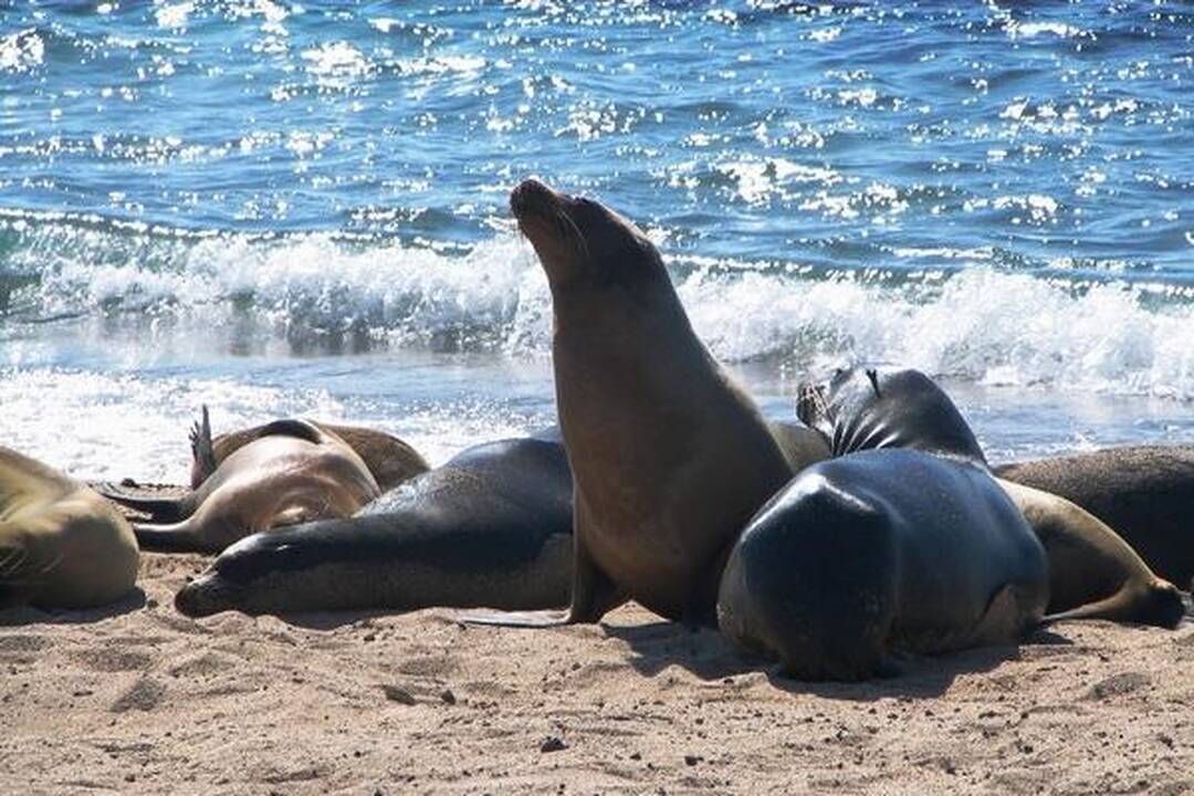 „Ragainės II“ įgūlos įspūdžiai pakeliui į Galapagus