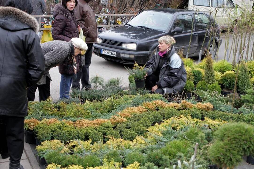 Sodininkų mugėje – nuo ekologiškų vaismedžių ir retų veislių augalų
