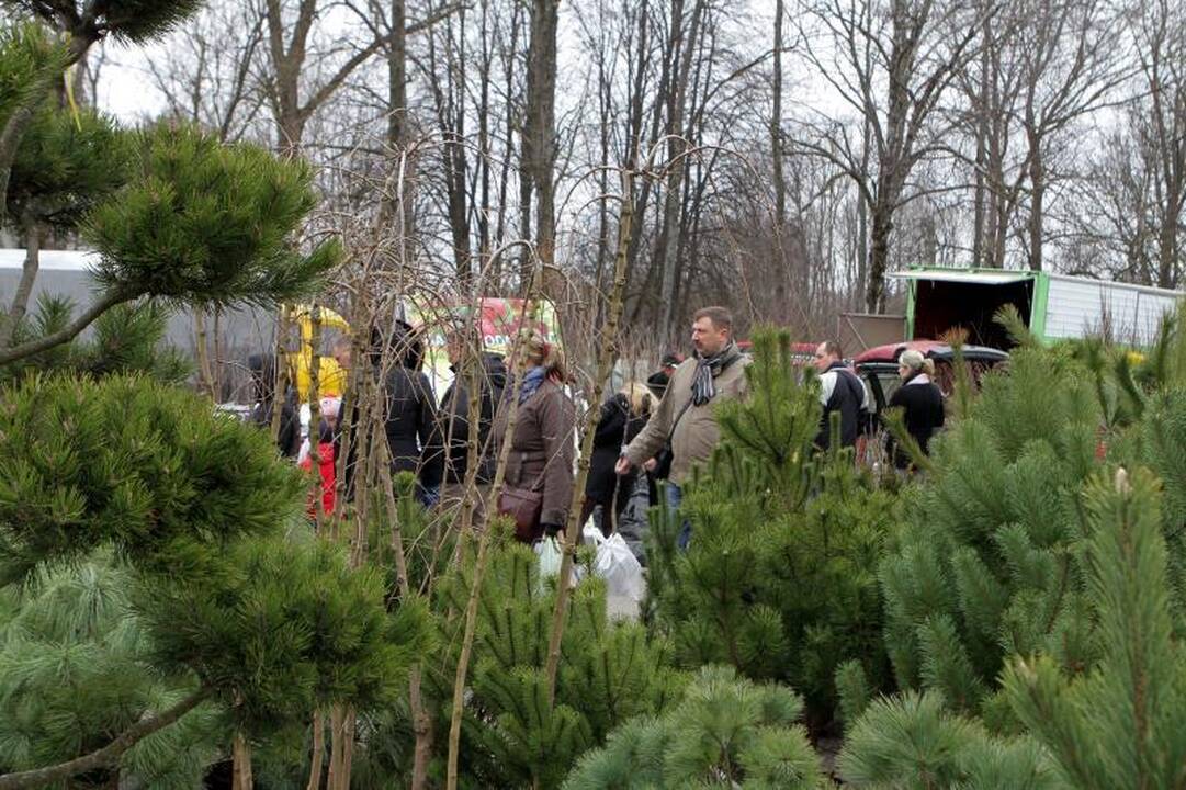Sodininkų mugėje – nuo ekologiškų vaismedžių ir retų veislių augalų