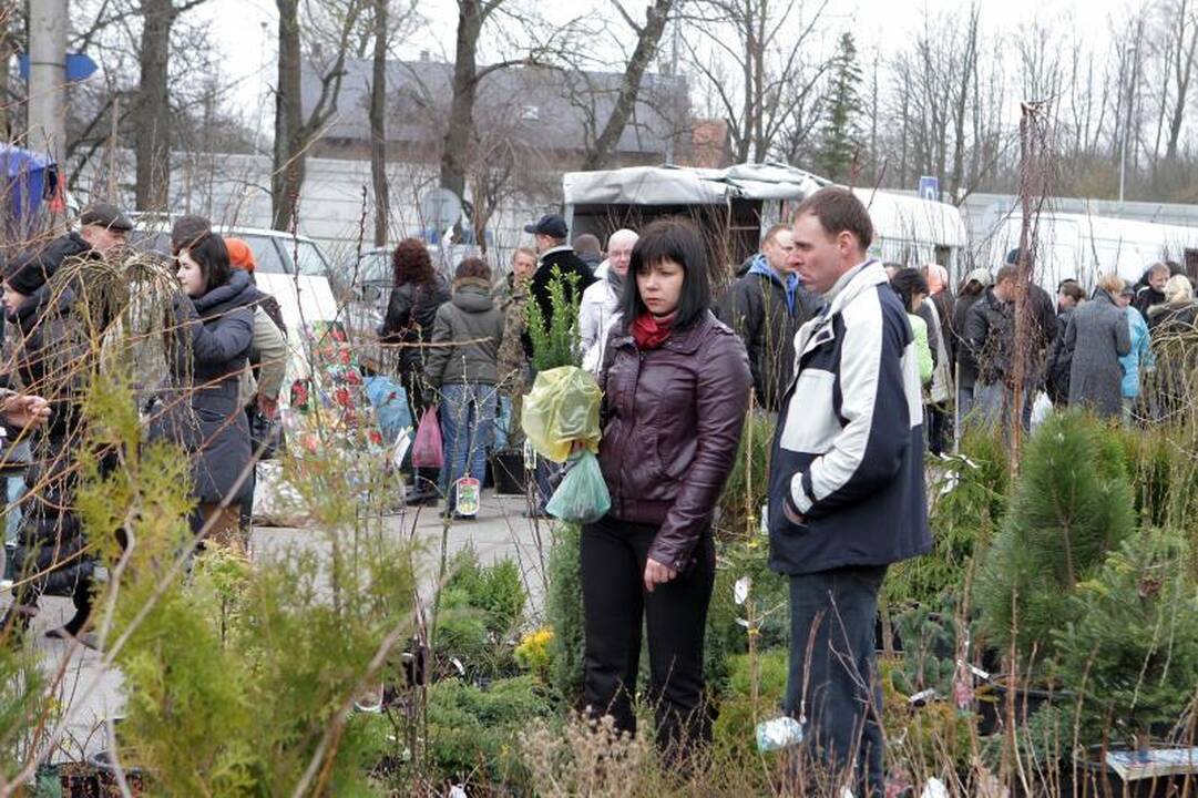 Sodininkų mugėje – nuo ekologiškų vaismedžių ir retų veislių augalų