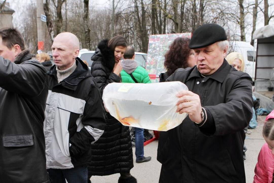 Sodininkų mugėje – nuo ekologiškų vaismedžių ir retų veislių augalų