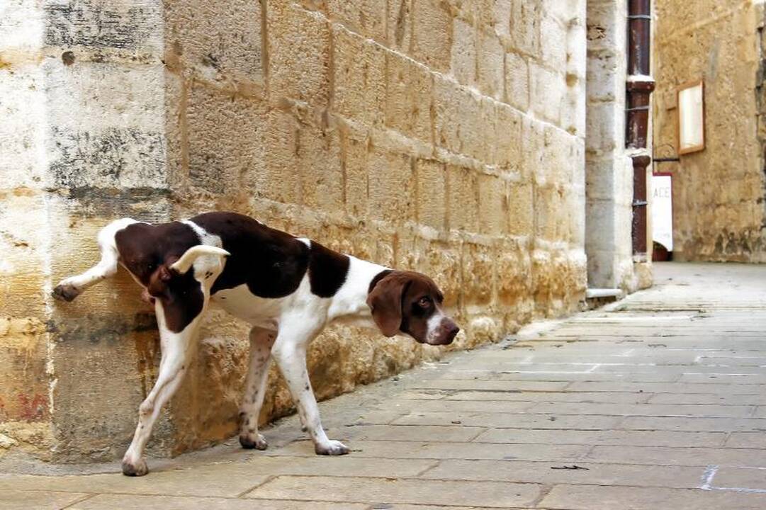 Paaiškėjo labiausiai šunų išmatomis teršiamos sostinės vietos