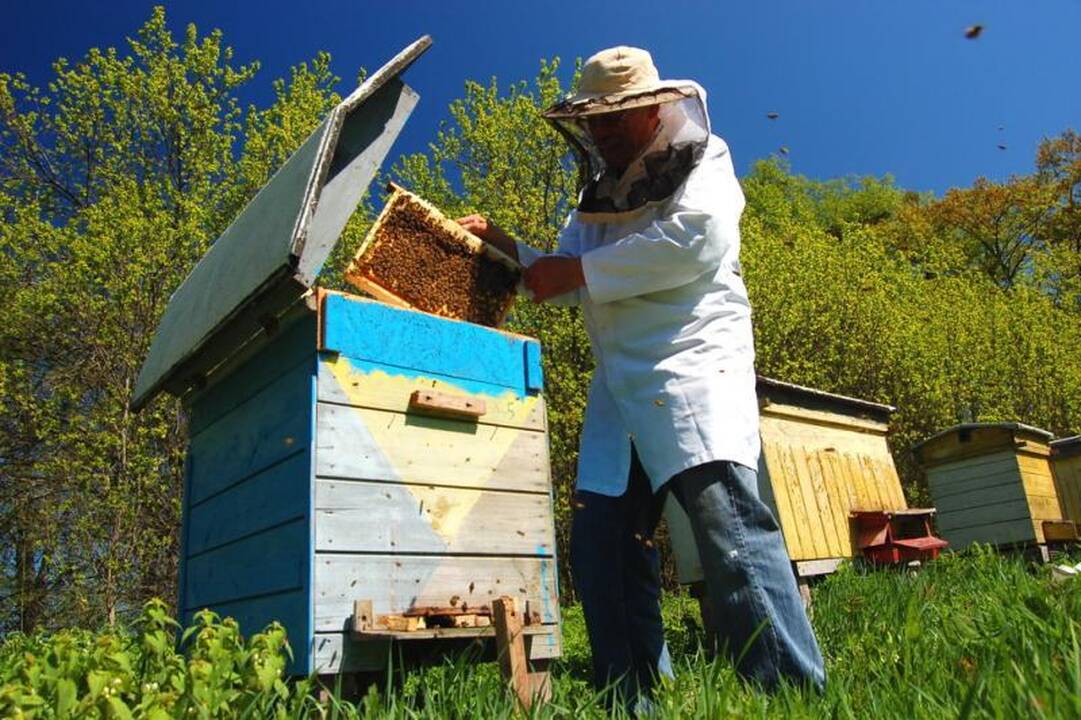 Bitininkai: lietuviai linkę rinktis pigesnį, bet nekokybišką medų 