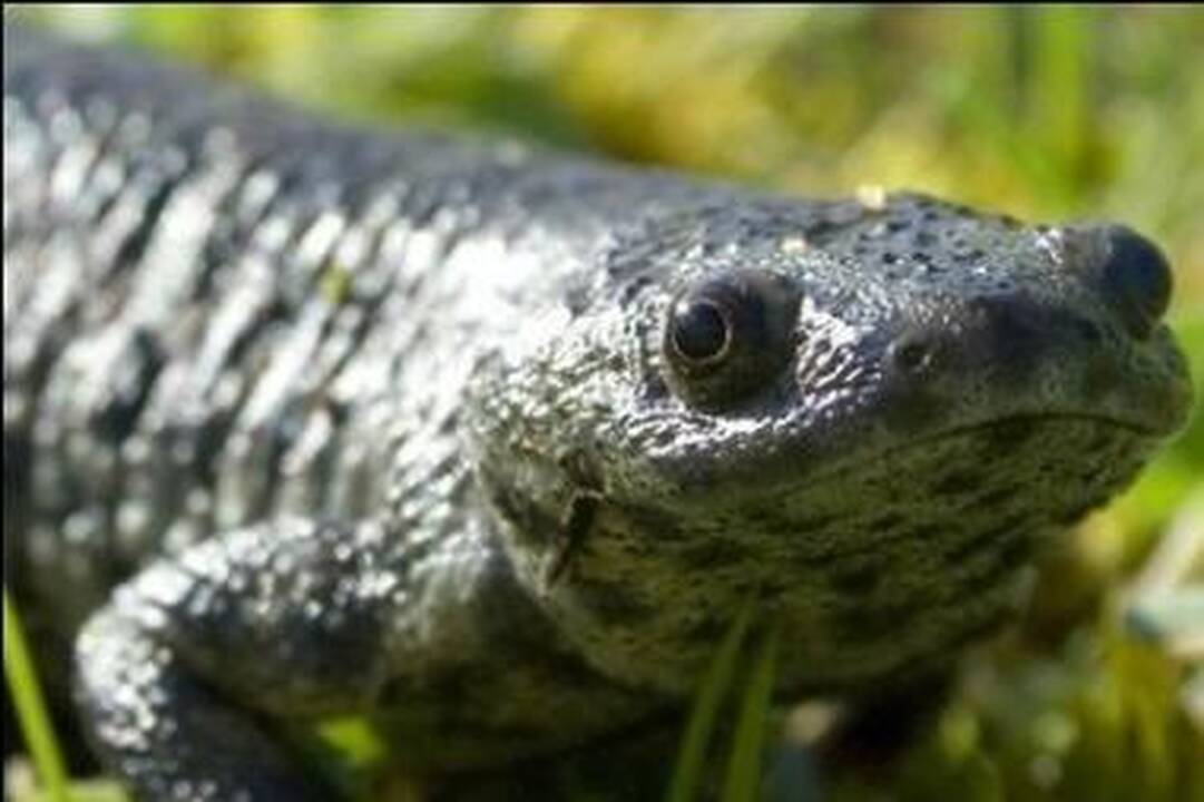 Neįprastas tritonas savo šonkaulius naudoja kaip ginklą
