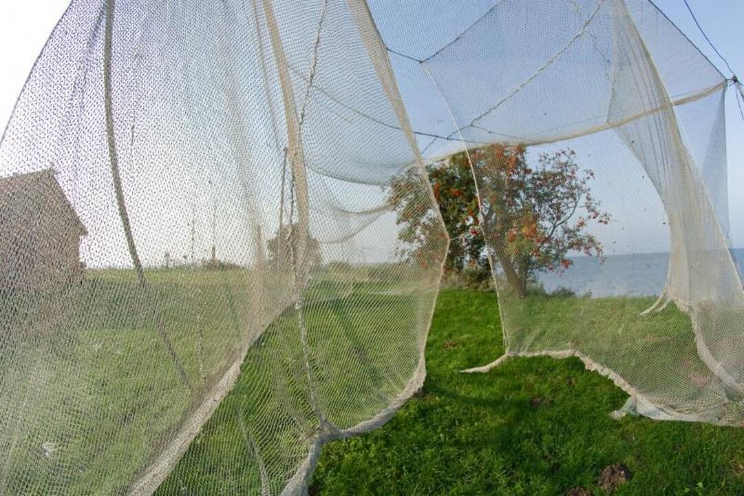 Ventės rago paukščių gaudyklės tuštėja
