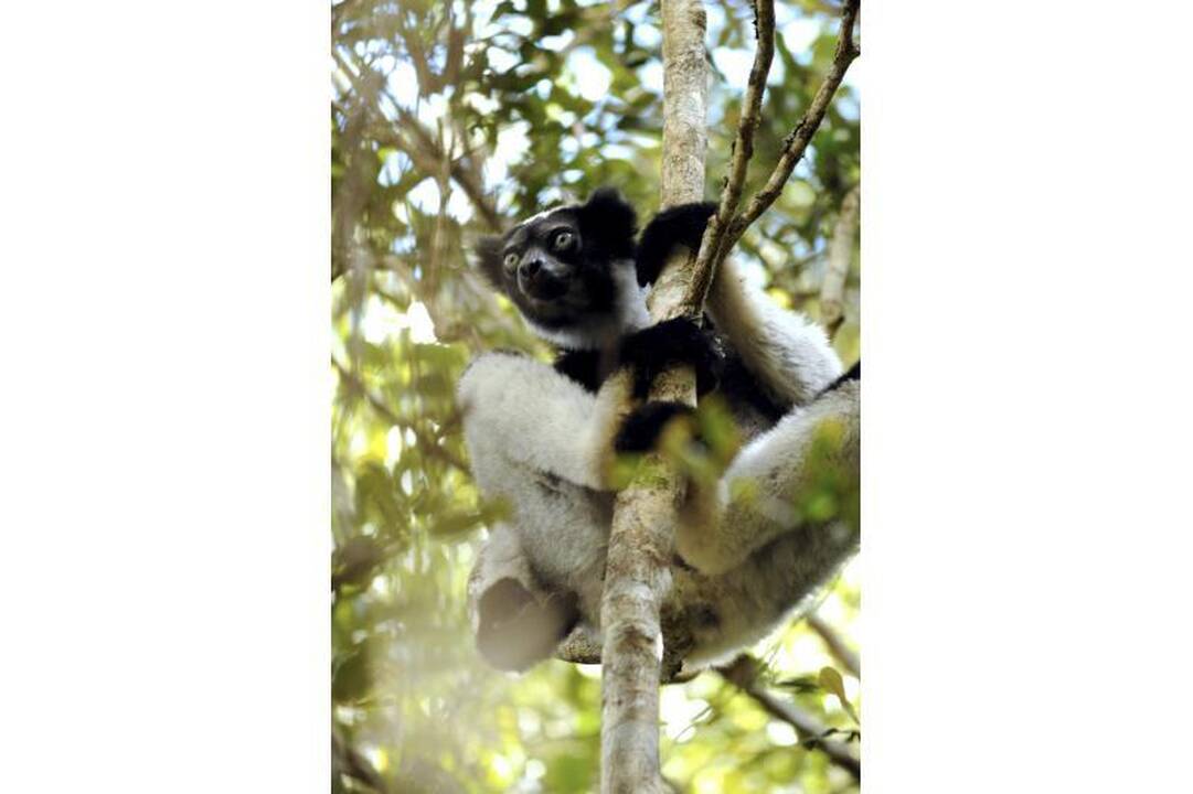 Madagaskaro lemūrai - ant išnykimo ribos