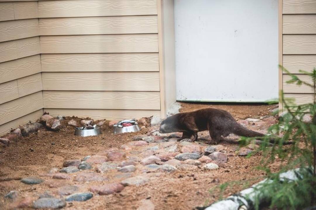Kauno zoologijos sode duris atvėrė nauji namai ūdroms