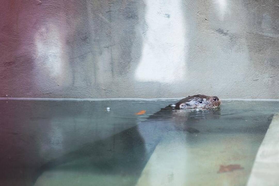 Kauno zoologijos sode duris atvėrė nauji namai ūdroms