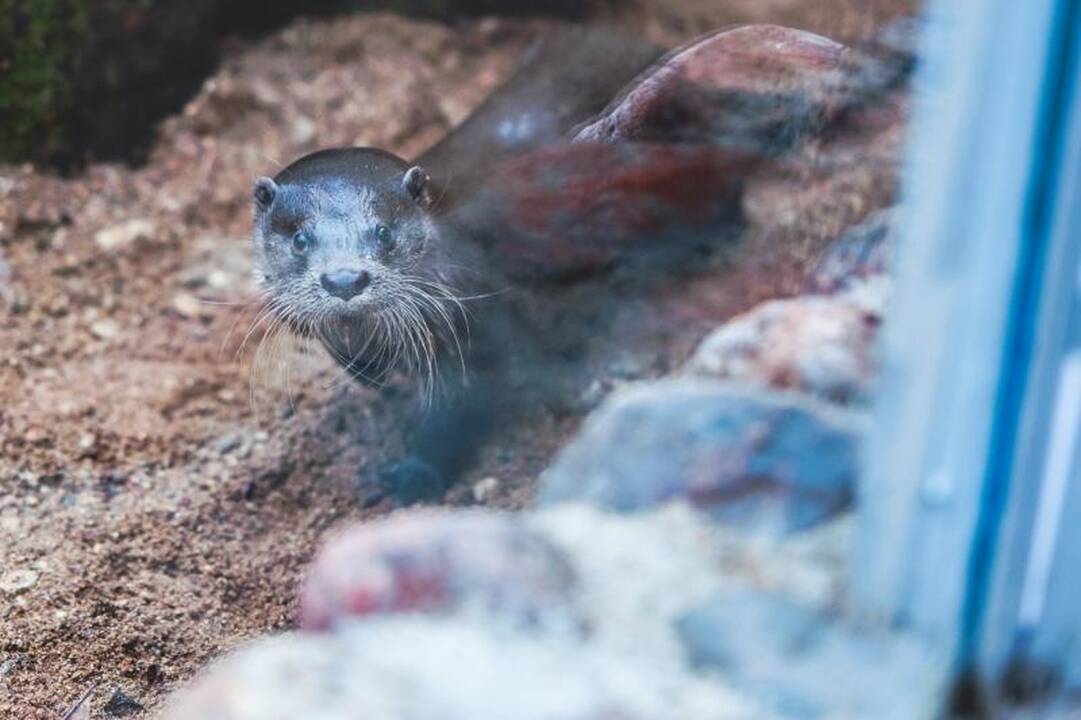 Kauno zoologijos sode duris atvėrė nauji namai ūdroms