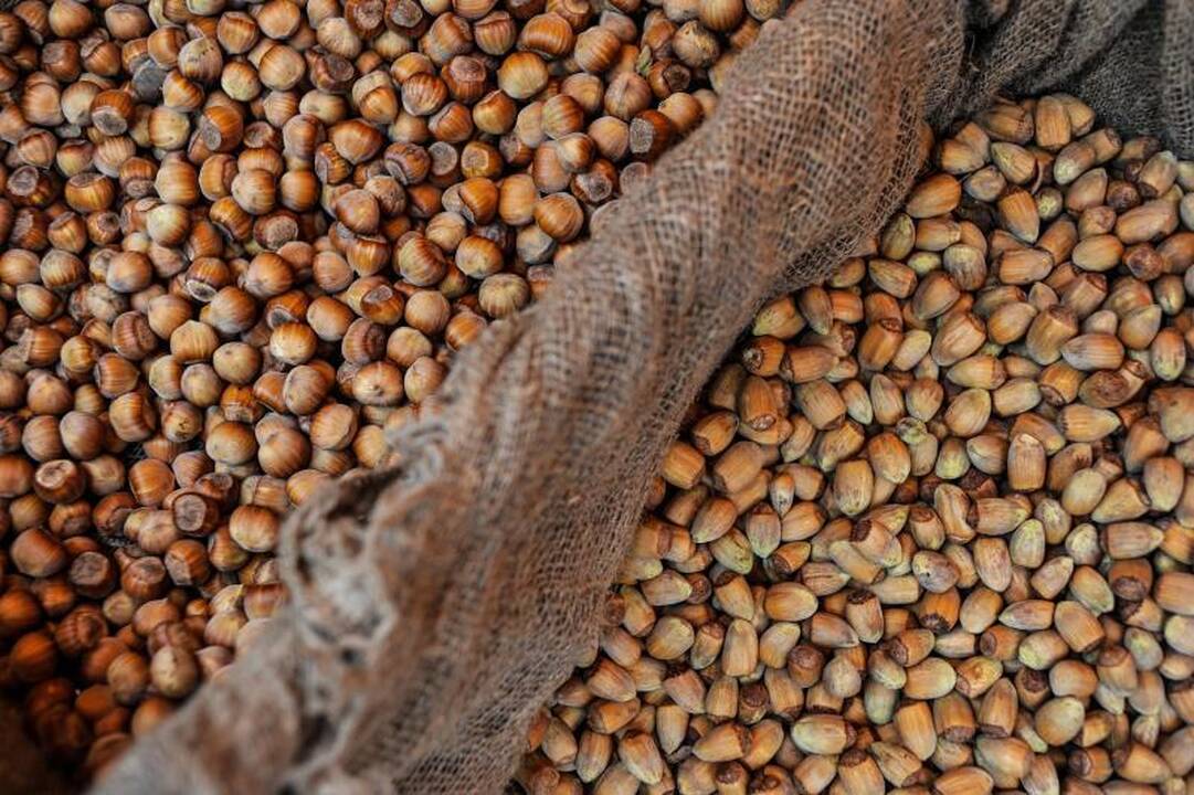 Rudens mugėje – dobilų alus, daržovių kilimai ir šakočio dalybos