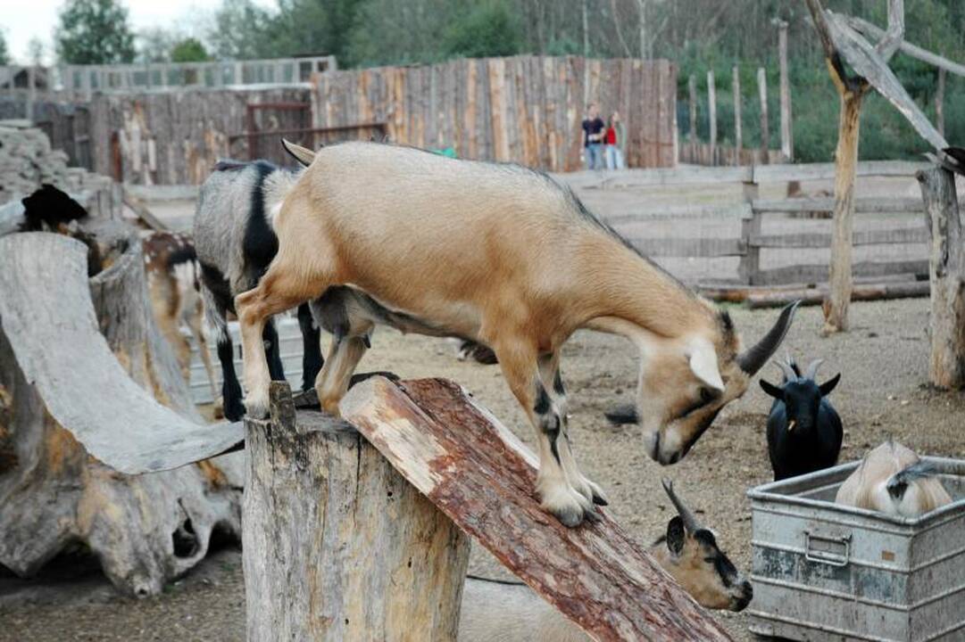 Klaipėdai nori padovanoti egzotiškų gyvūnų