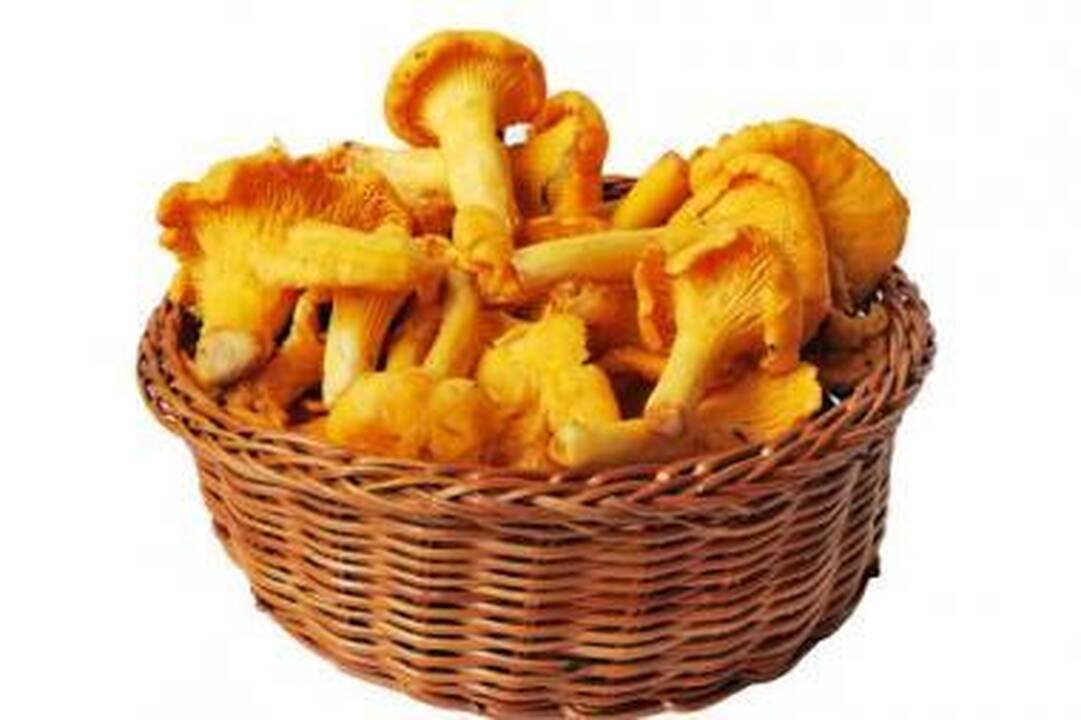 Voveraitės žiemai
