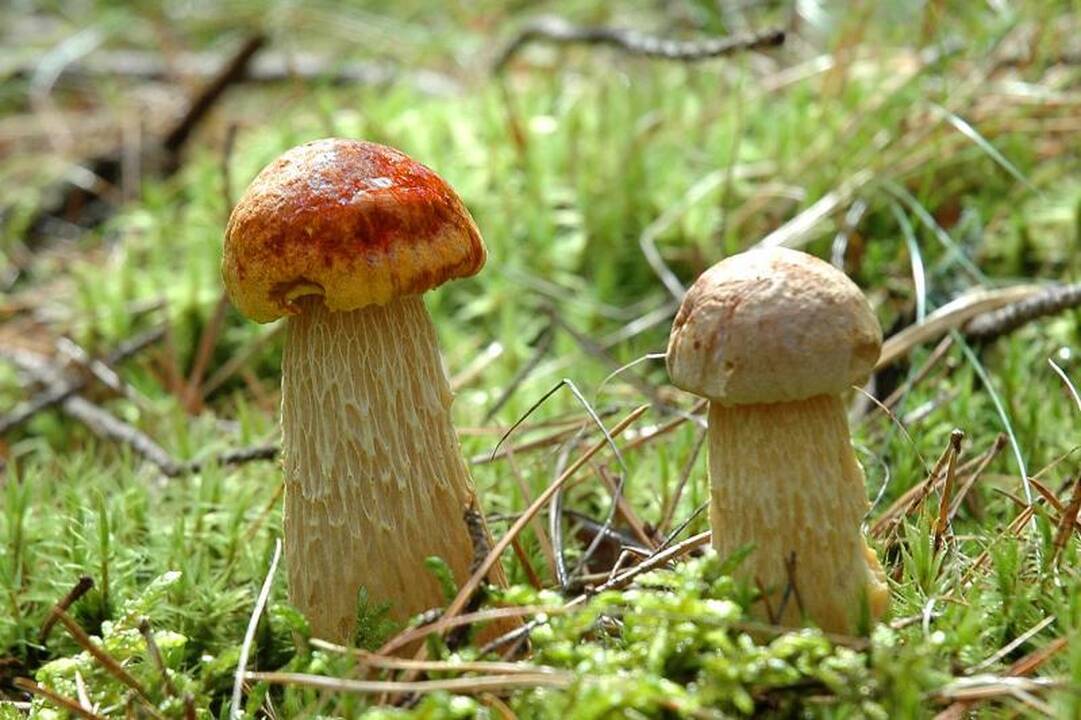Specialistai žada dosnų grybų                  rudenį   