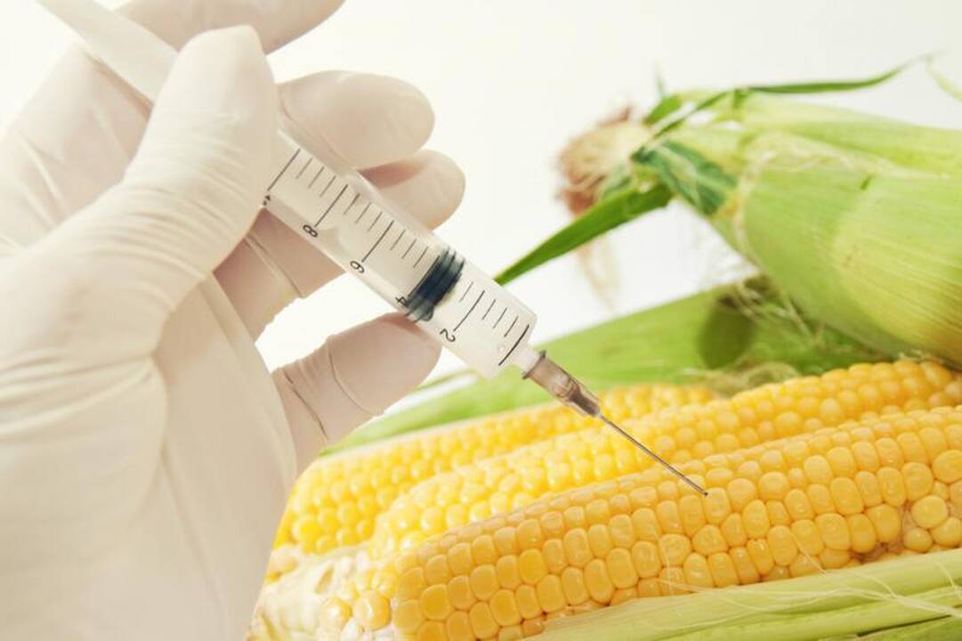 Draudimų džiunglėse: genetiškai modifikuotas pasaulis