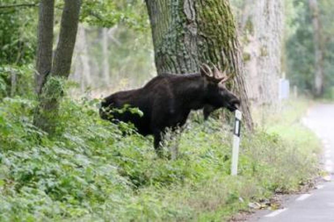 Populiacija: Neringoje suskaičiuojama apie 50 briedžių, nors turėtų būti 15.