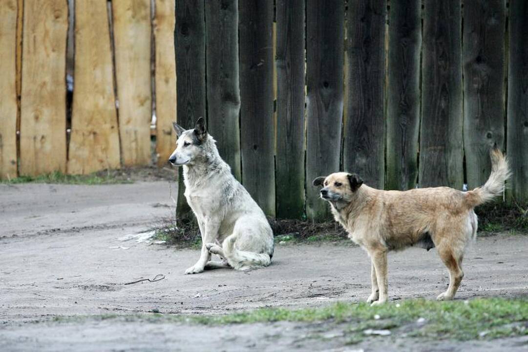 Vilniuje veikia paslaptingi beglobių gyvūnų gaudytojai