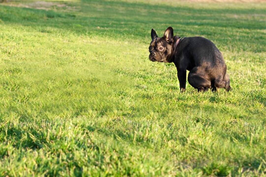 Už „krūvelę“                – per didelė bauda?