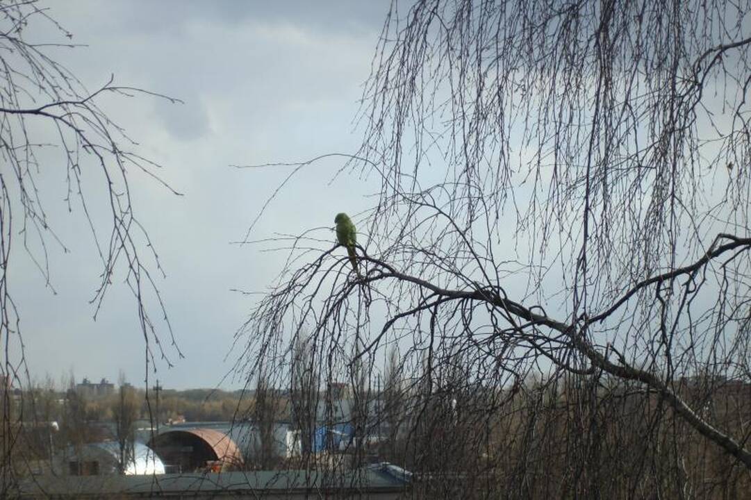 Pajūrio žiema pasigailėjo papūgos
