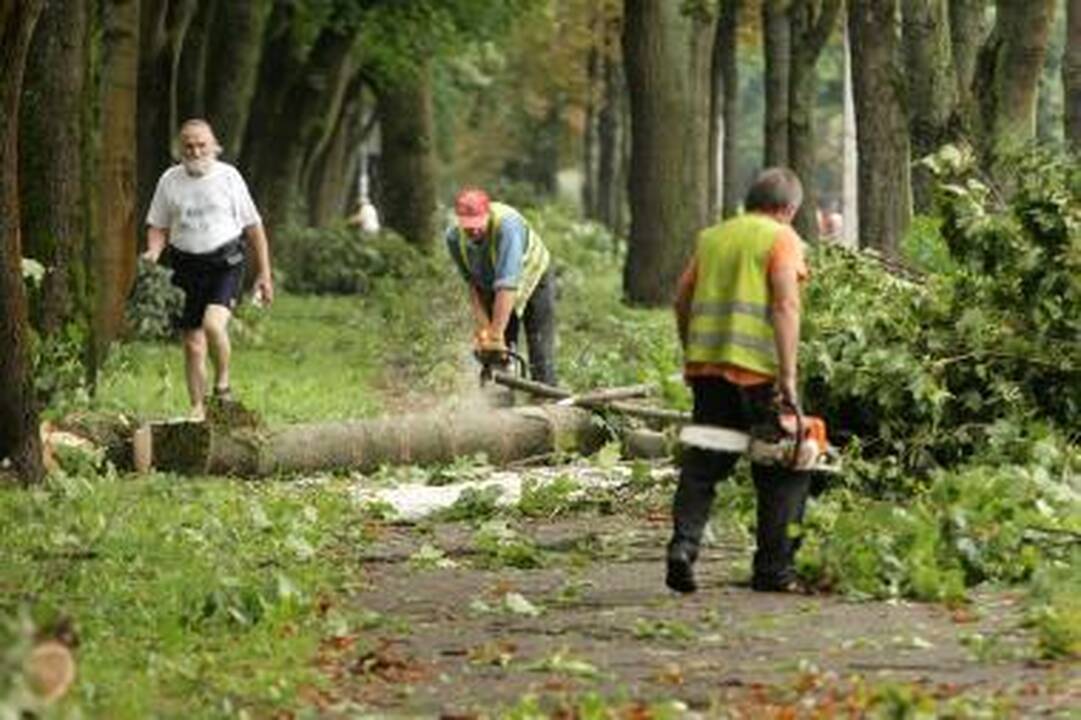 Padariniai: virstantys medžiai apgadino porą šimtų antkapinių statinių.