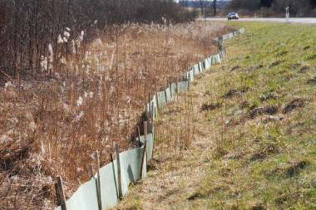 Užleisk kelią varliukams