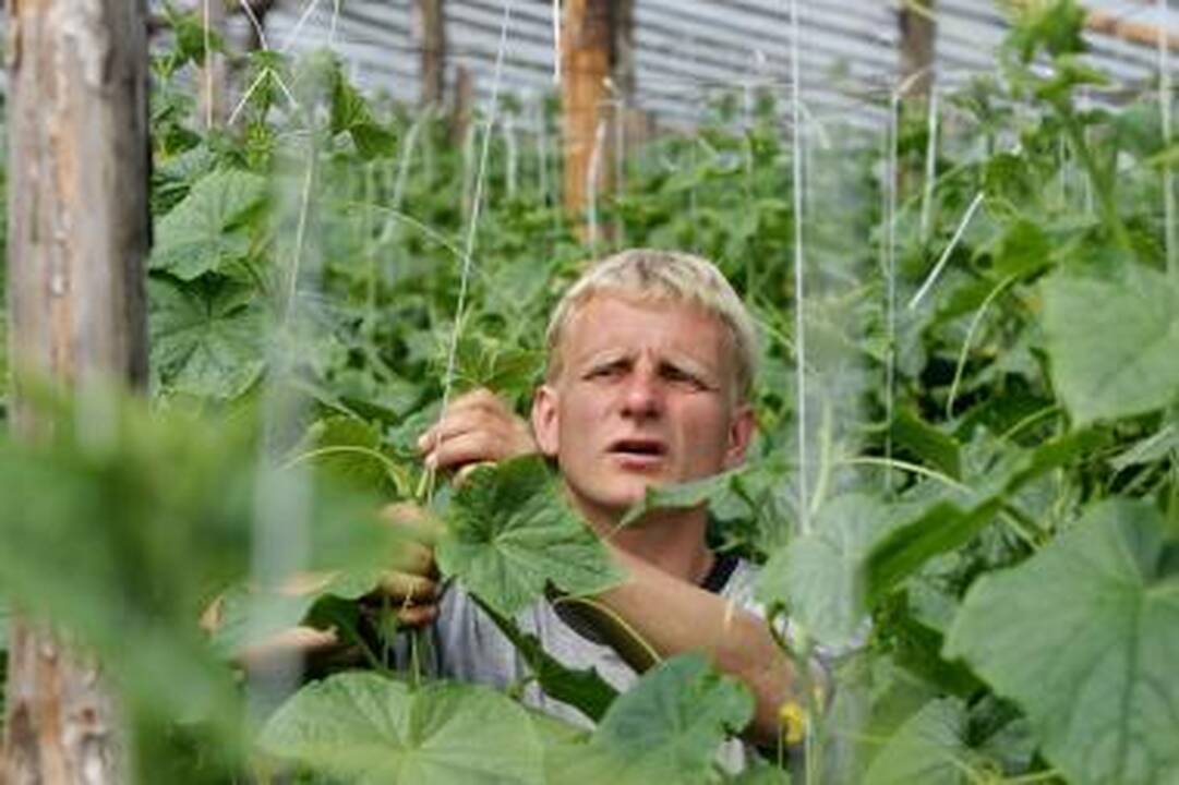 Agurkų augintojai panikuoja: produkcija genda sandėliuose
