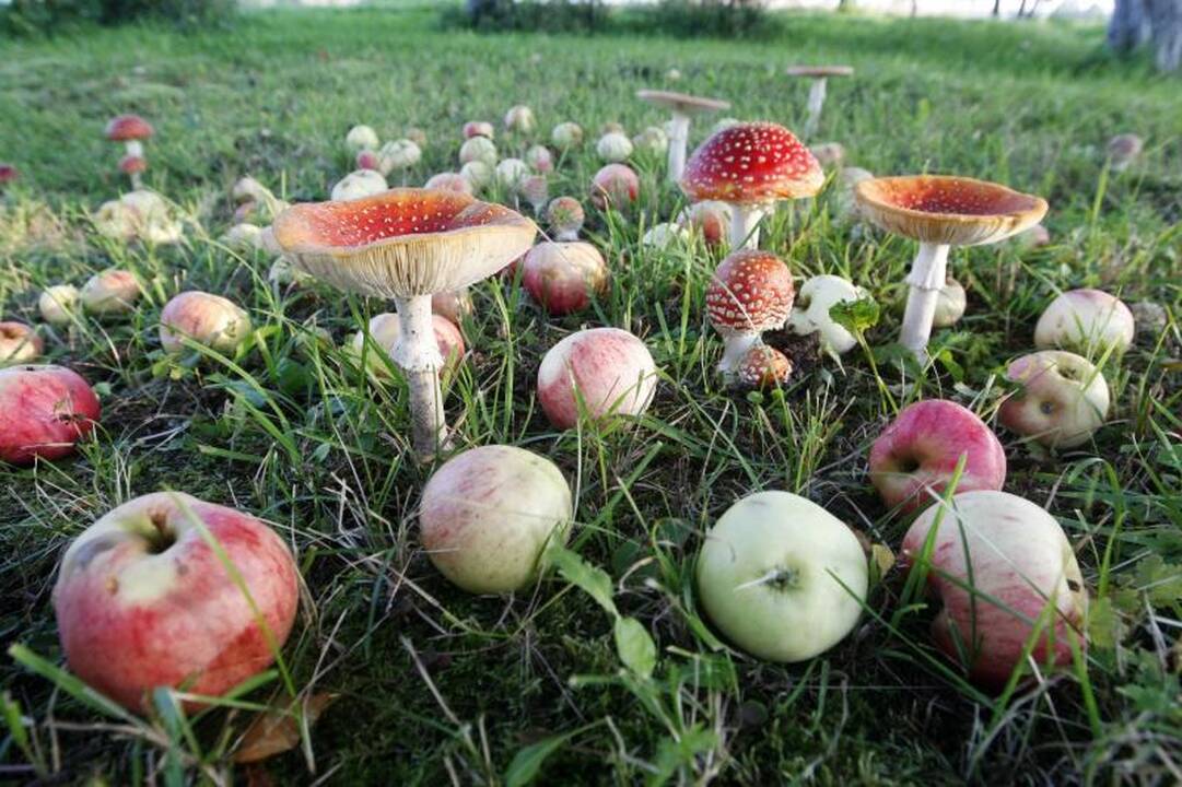 Savaitgalį Klaipėdoje – lietinga ir vėjuota  