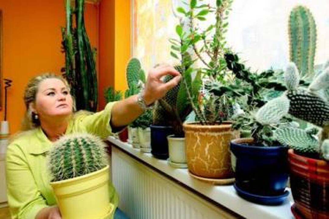 Metas persodinti kambarines gėles