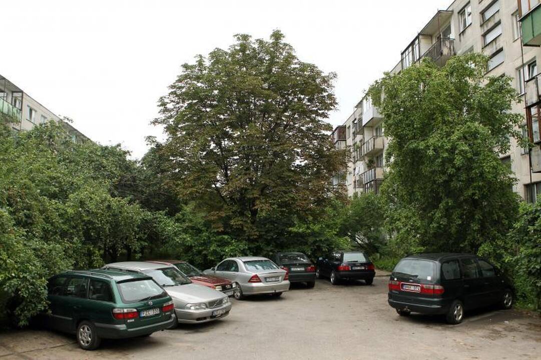 Komunalininkams apgenėti medį užtrunka metus