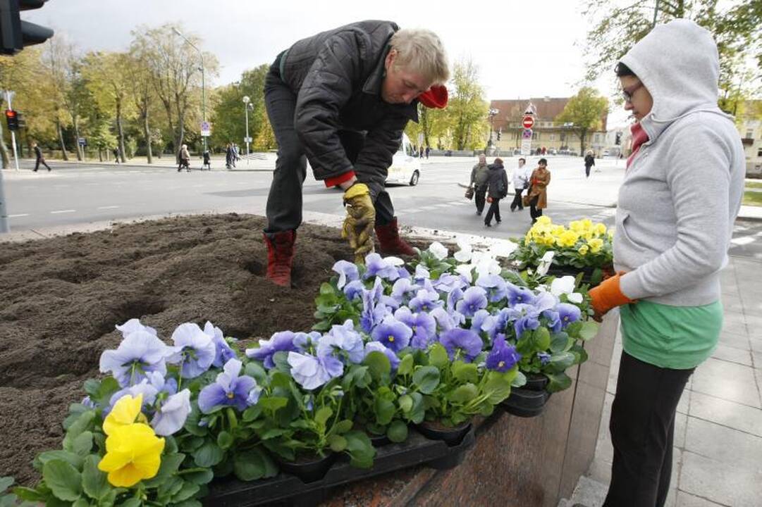 Gėlių rūbas uostamiesčio savivaldybei kainuos nepigiai