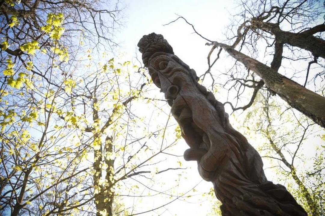 Pavargusieji nuo miesto triukšmo traukia į šimtametę sengirę