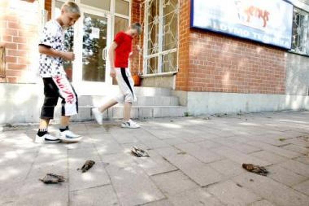 Paklojo: Dubysos gatvėje veterinarai surinko septynis negyvus varnėnus.