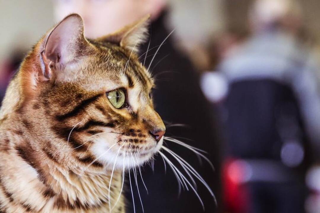Pensininkų kates Kaune sterilizuos pigiau