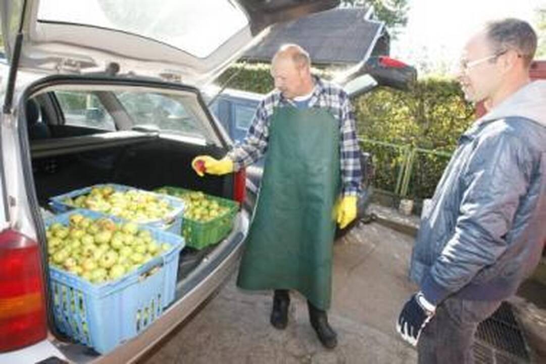 Patirtis: šeimos galva Zigmas Šiema žino, kokie obuoliai sultingiausi.