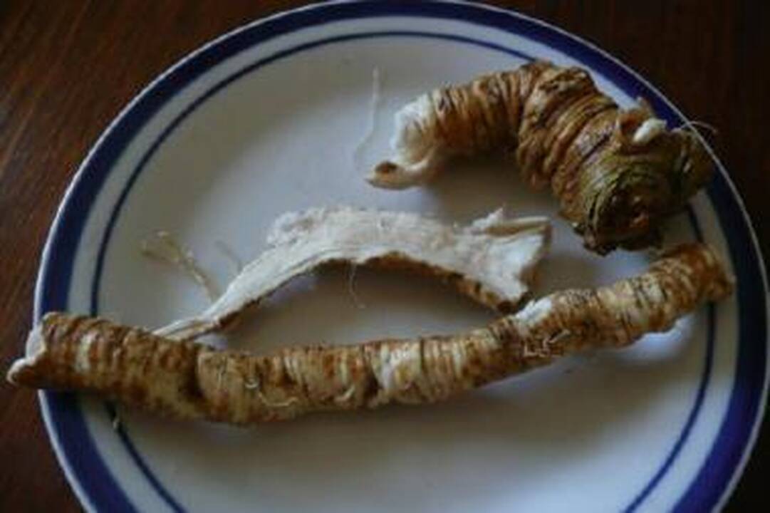 Kokia kasdienybė ar šventė be krienų?